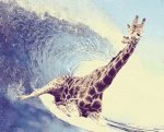 Giraffe surfer