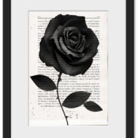 Black rose – Art print on vintage book page