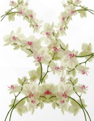 Orchidee fantasy floral pattern